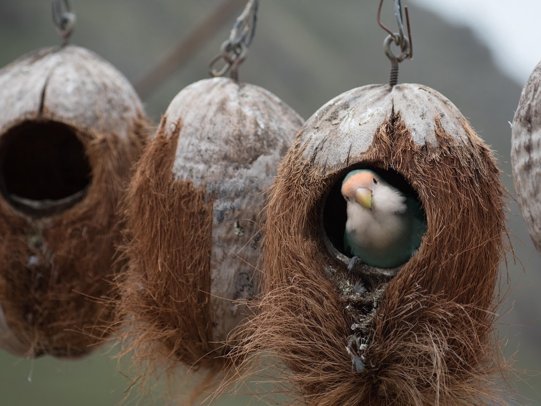 Bird Bird